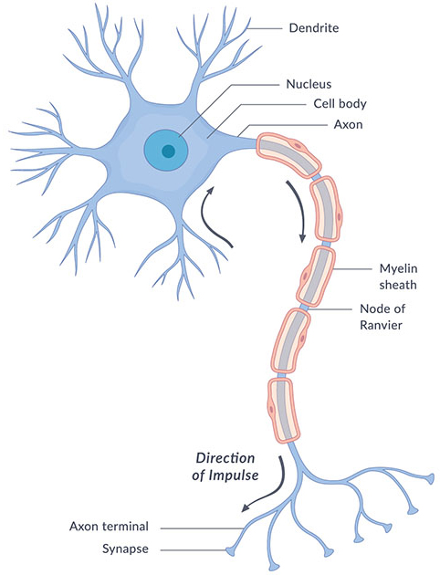 Biological neuron diagram